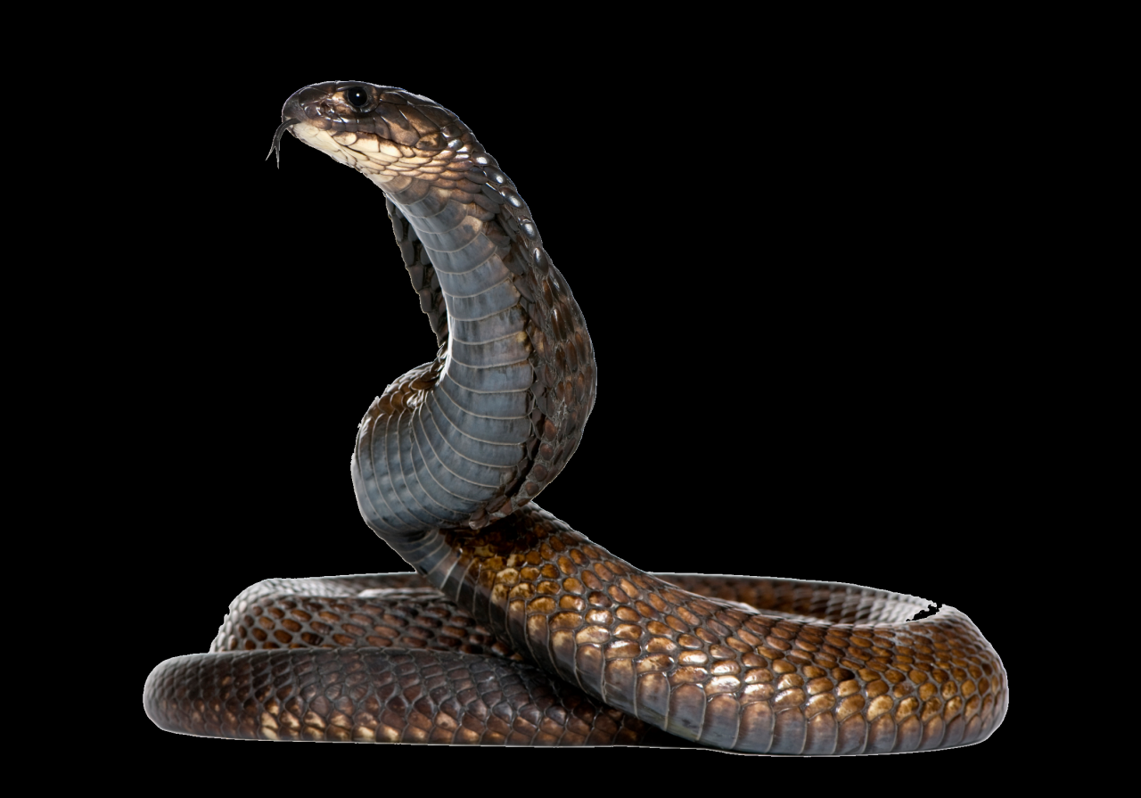 Games snake game